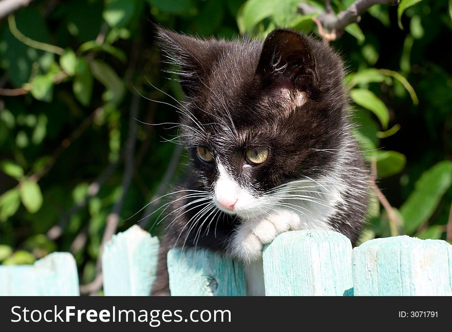 Black and white kitten look out from the fence