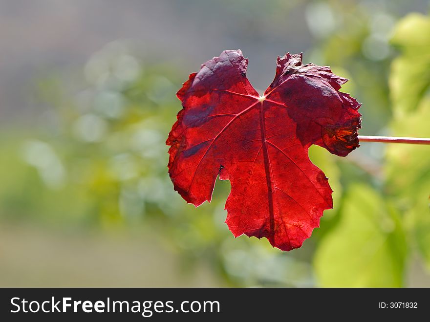 Red leaves of wild grapes covered by sun
