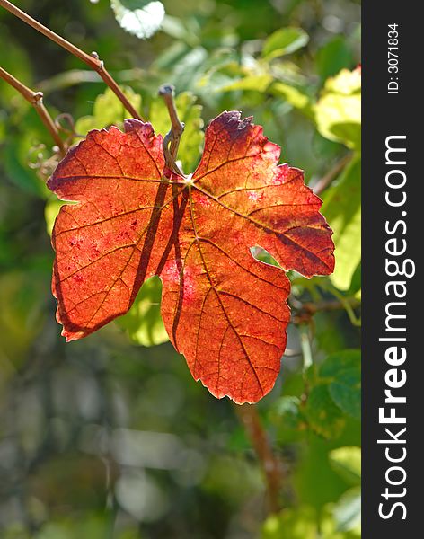 Red leaves of  wild grapes covered by  sun