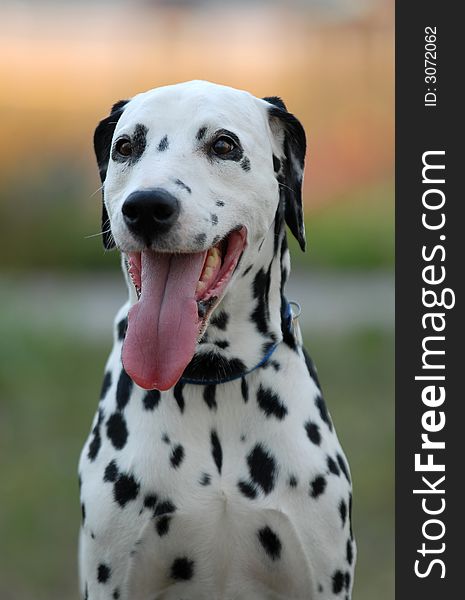 Head of dalmatian on a green background