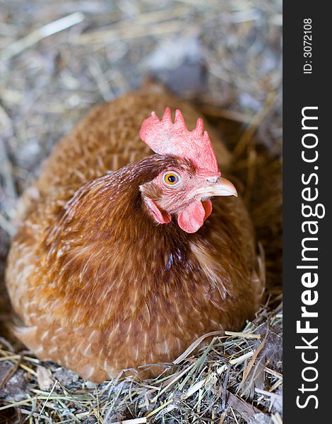 The variegated sitting hen close-up