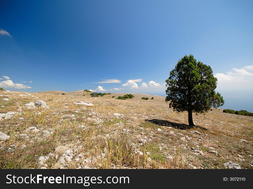 Lonely green tree in mountains on  background of  blue sky