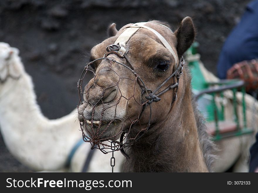 Camel head with a grid iron on the mouth. Camel head with a grid iron on the mouth