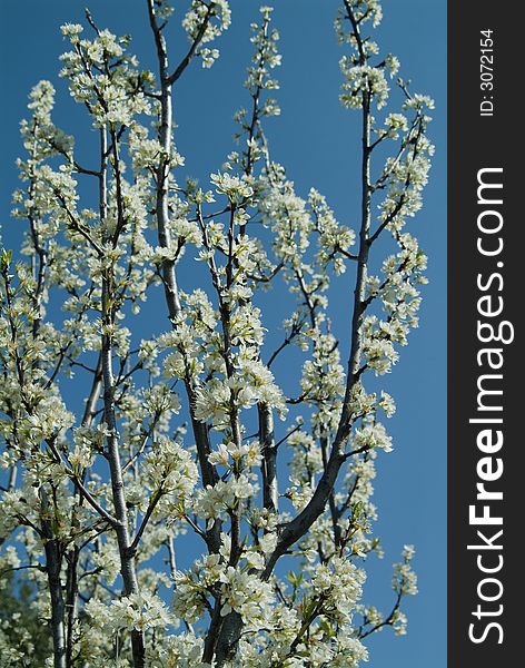 White cherry tree flowers blossom