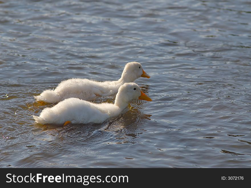 Two young domestic ducks are floating on water. Two young domestic ducks are floating on water