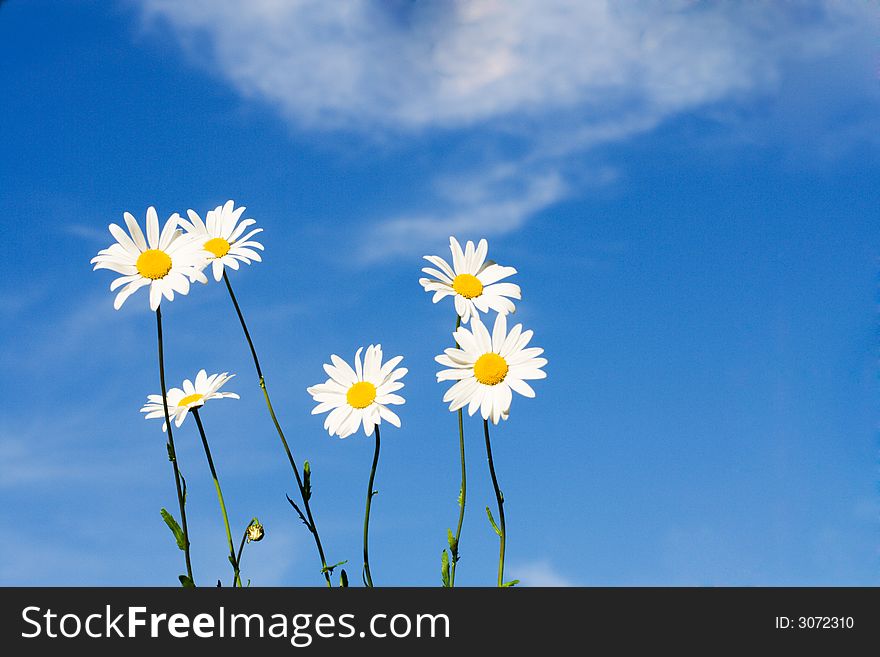 Beautiful white chamomiles on the blue background