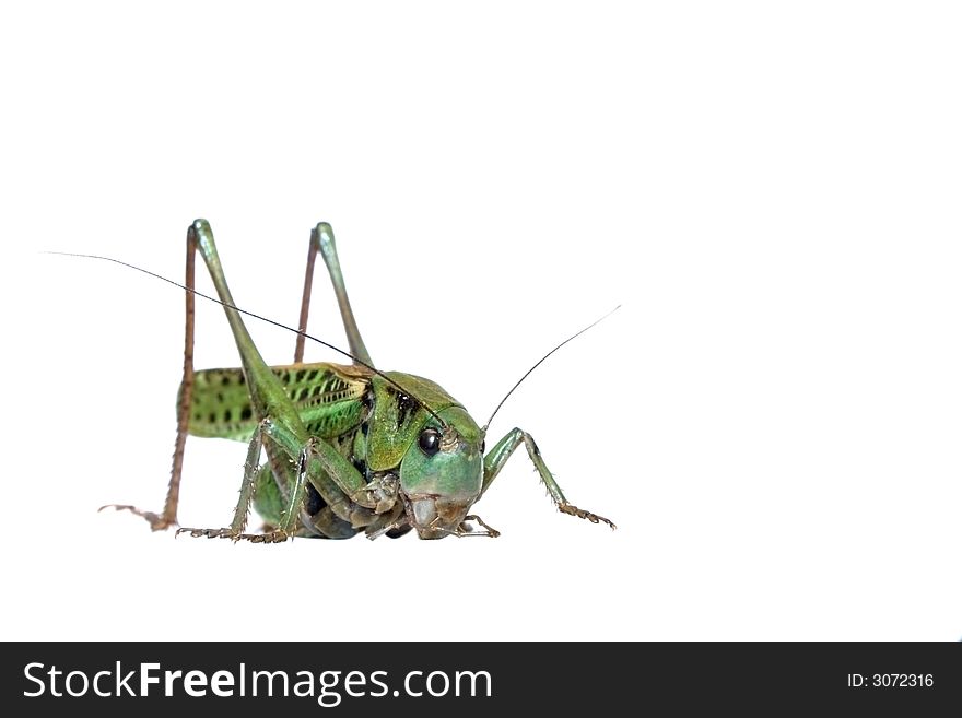 The grasshopper isolated on white