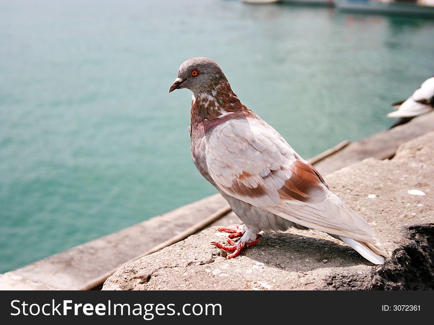 Brown and white city dove avian bird birder birding