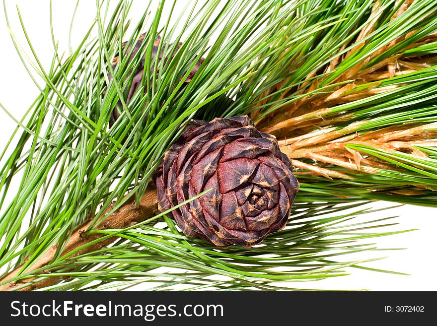 Siberian cedar(siberian pine) branch with ripe cone isolated on white (natural habitat - siberia and the Far East). length of needles about 10-15cm. Siberian pine is tree with specific tarry scent. Cones contents very tasty nuts. Siberian cedar(siberian pine) branch with ripe cone isolated on white (natural habitat - siberia and the Far East). length of needles about 10-15cm. Siberian pine is tree with specific tarry scent. Cones contents very tasty nuts.