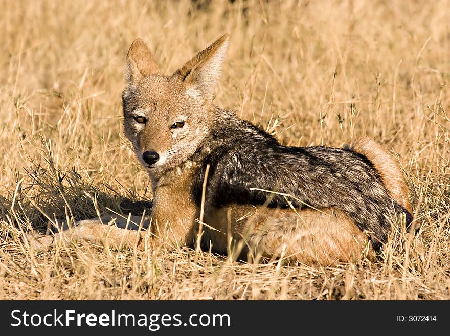 Black-backed jackal in Savute (Chobe Game Reserve, Botswana)