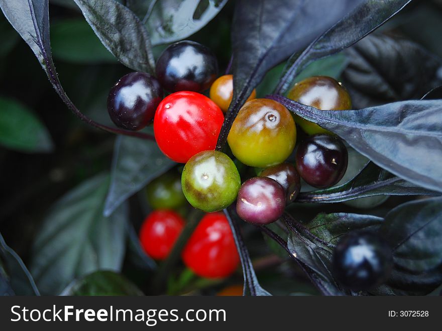 A macro shot of red, yellow, purple berries, on a dark plant. A macro shot of red, yellow, purple berries, on a dark plant.