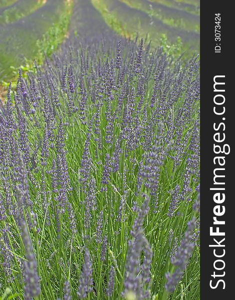 Field of lavender in summer