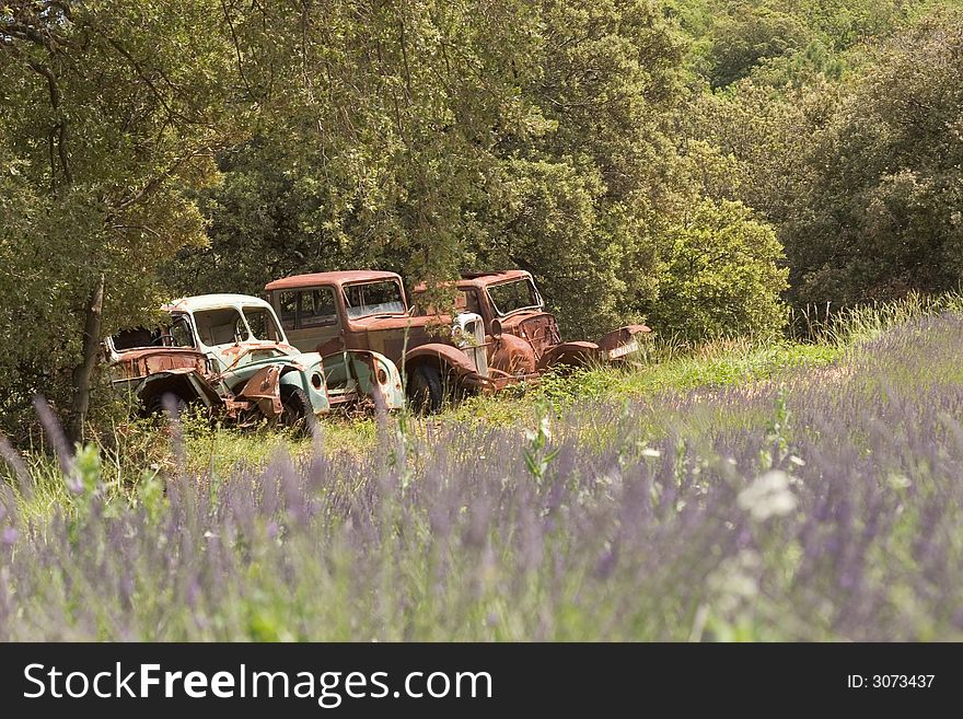 Field of lavender in summer