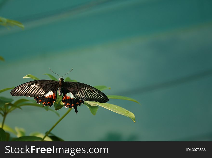 Close-up of nice butterfly on the green leaf.