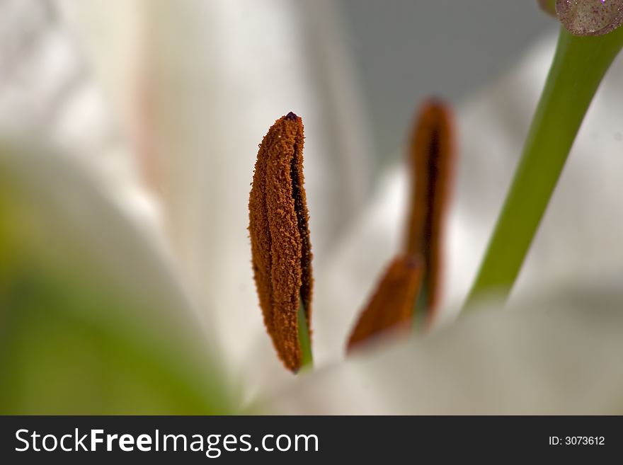 Close-up of a pistil of lily