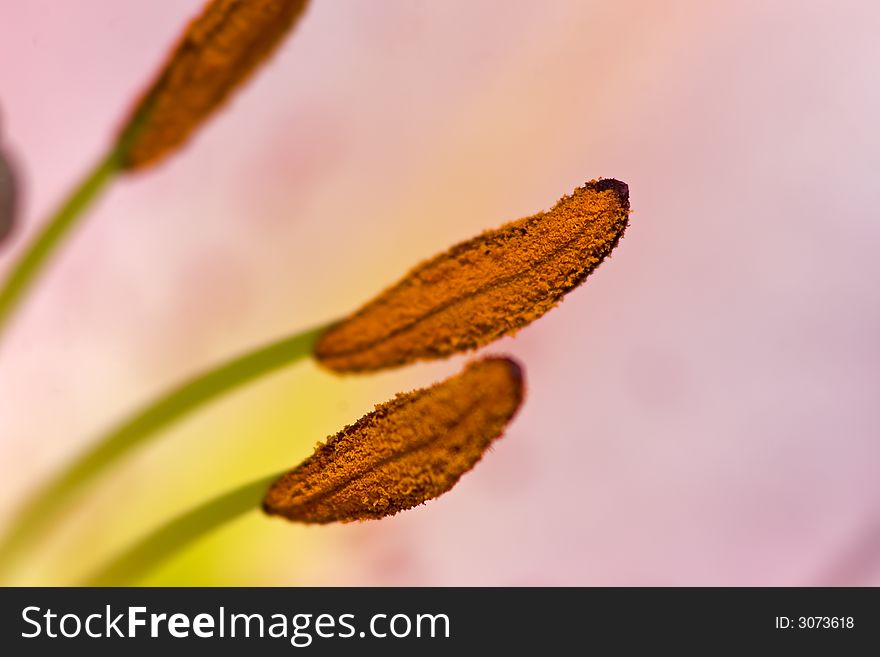 Close-up of a flower of lily