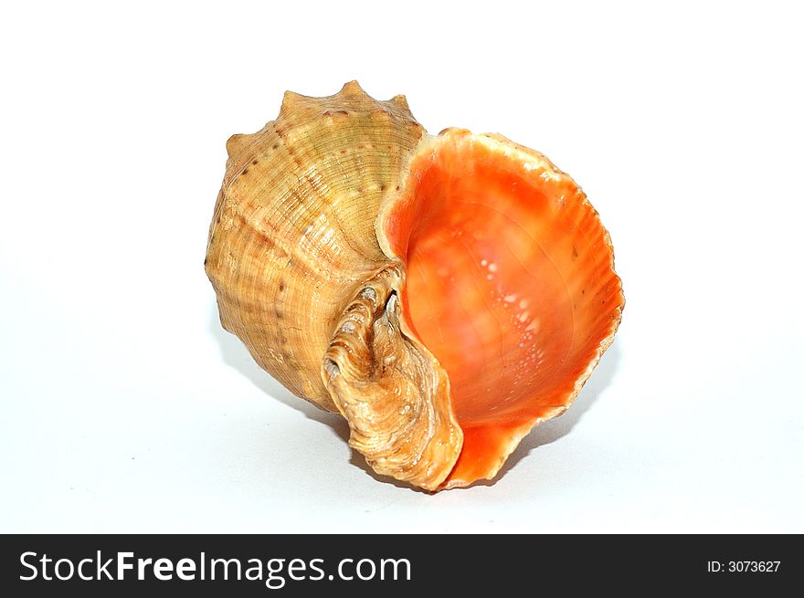 A color seashell reflected on white background