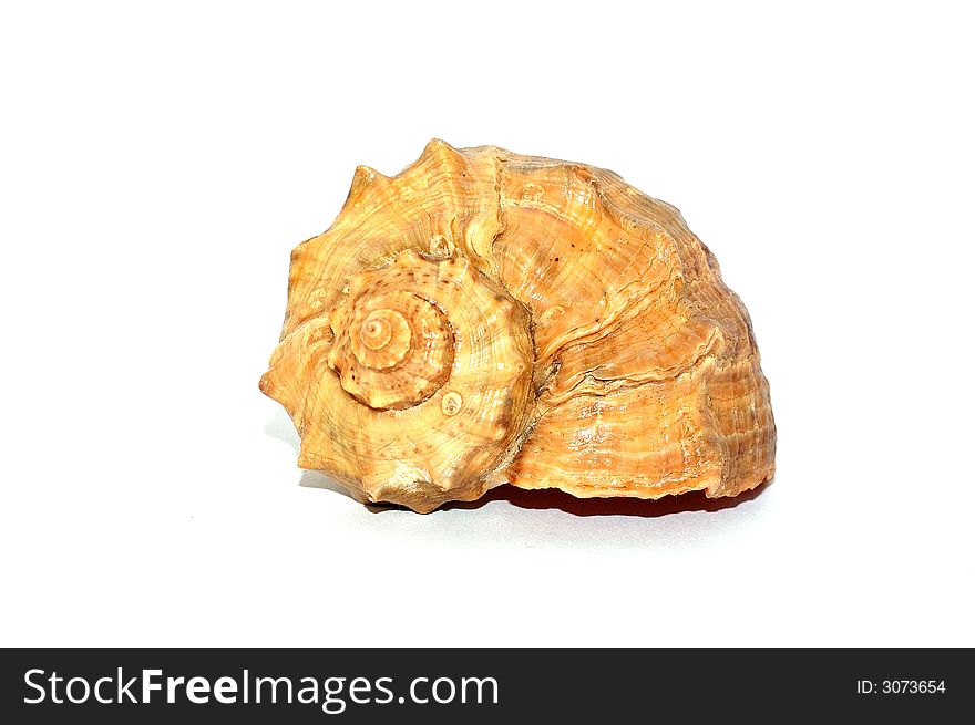 A color seashell reflected on white background