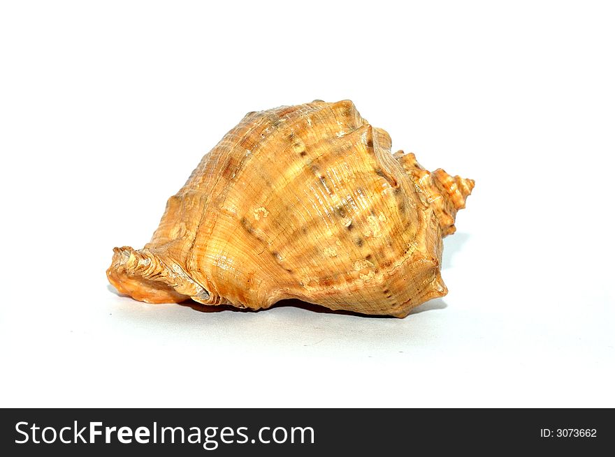 A color seashell reflected on white background