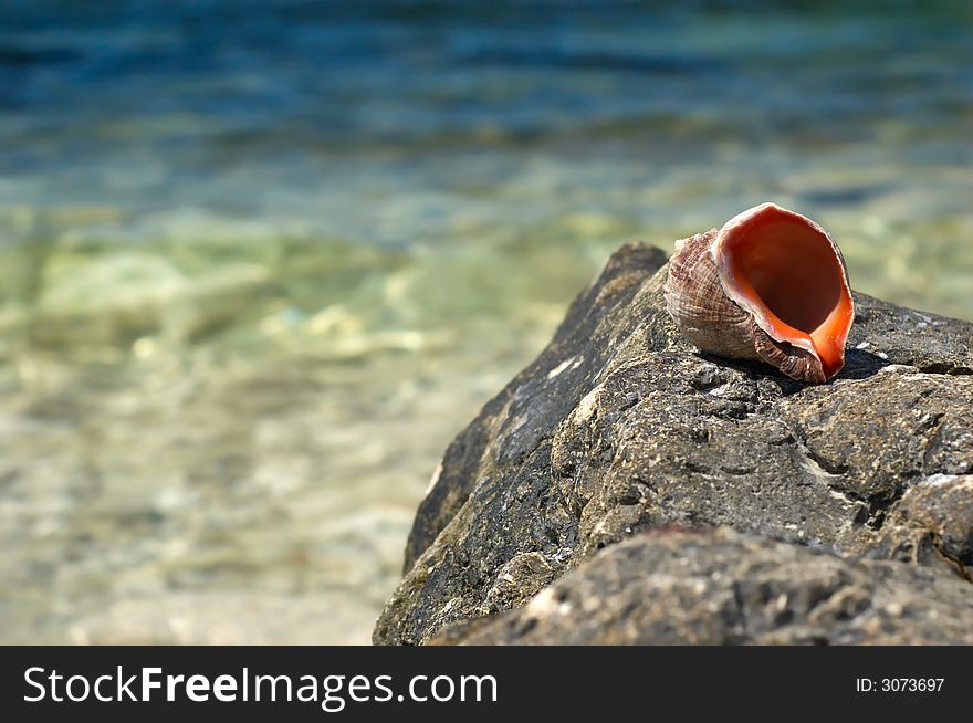 Empty shell on sea rock