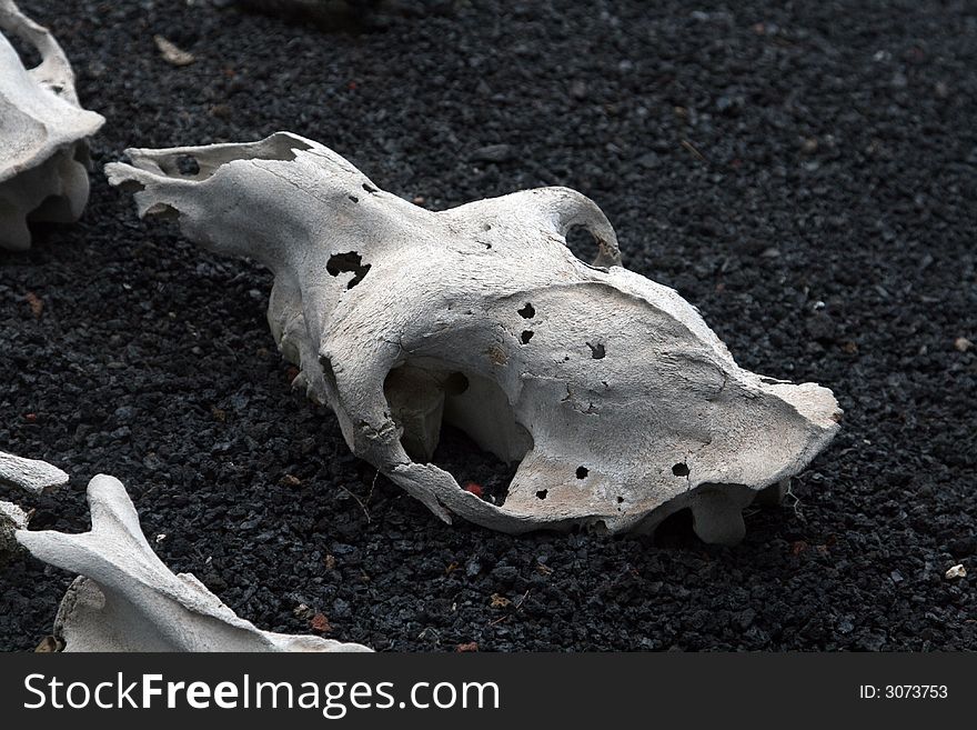 Skull bone in a black sand desert