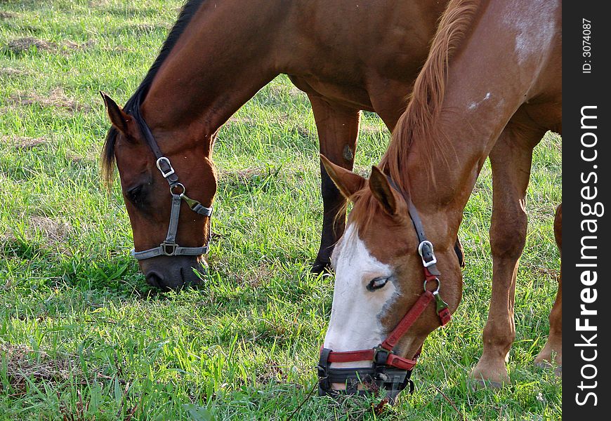 Horses Grazing