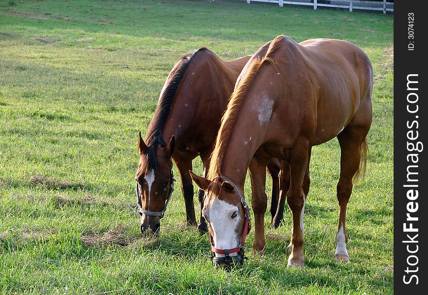 A pair of horses grazing on grass