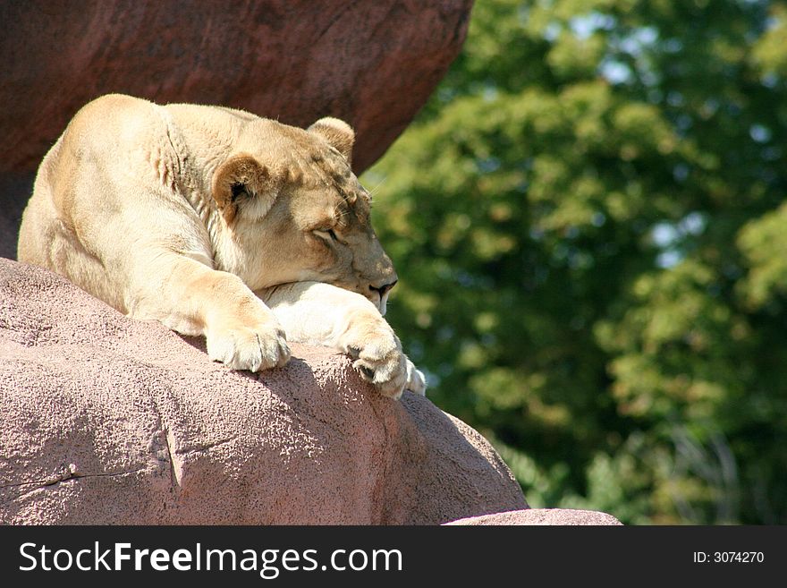 A female lion asleep on a rock. A female lion asleep on a rock