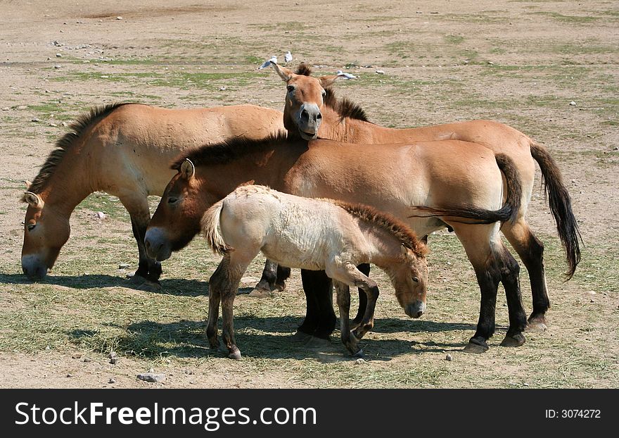 Przewalski's horses and  foal. Przewalski's horses and  foal