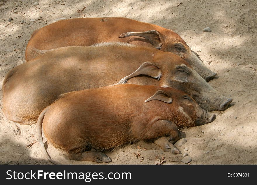 Three red river hogs snuggled together. Three red river hogs snuggled together