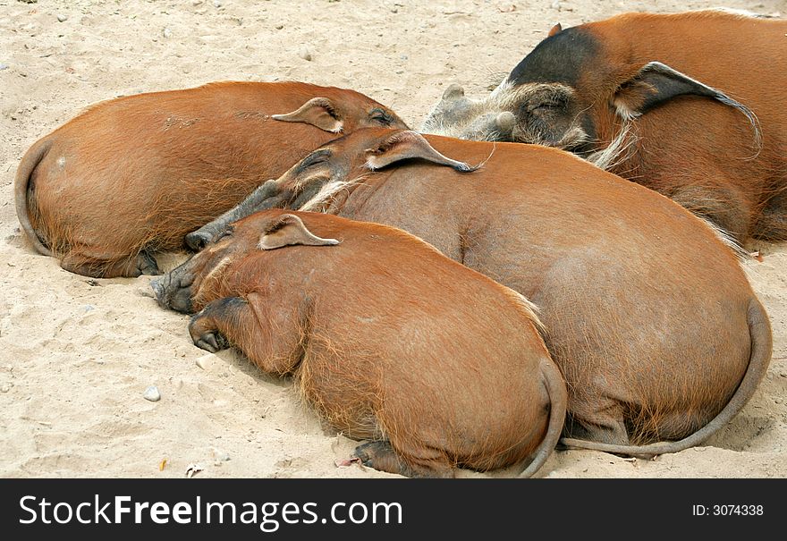 Four red river hogs snuggled together. Four red river hogs snuggled together