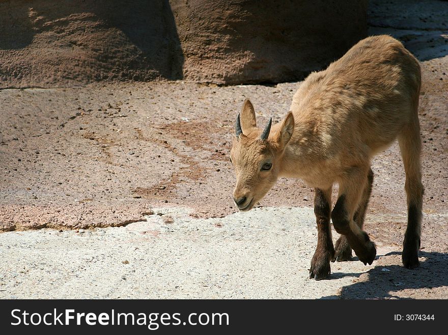 An infant barbary sheep at the bottom of a cliff