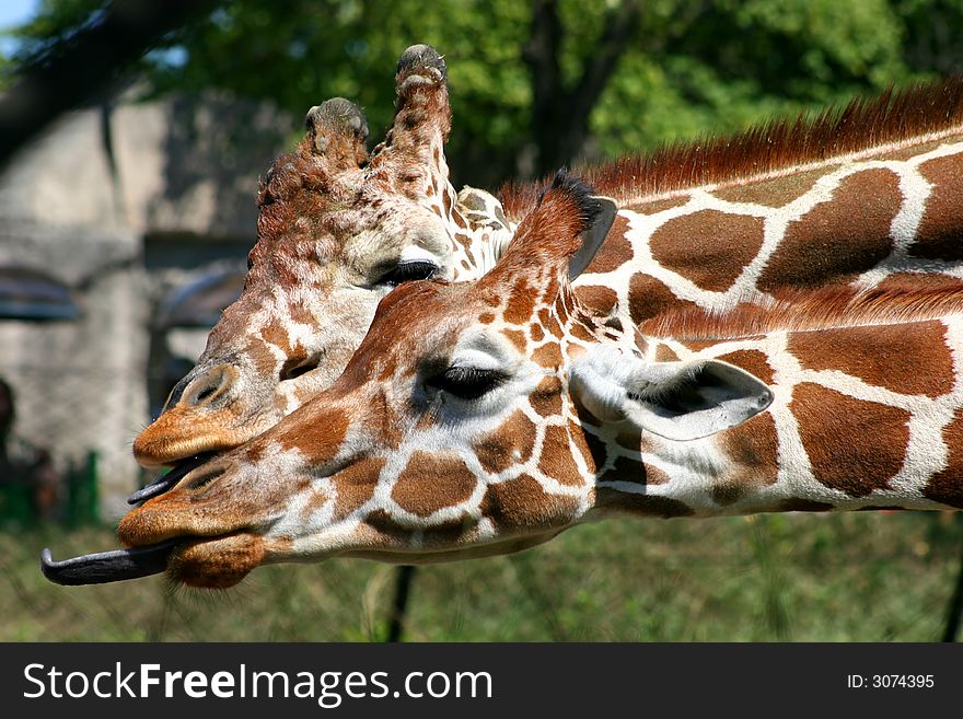 Two giraffes sticking their tongues out trying to outreach each other. Two giraffes sticking their tongues out trying to outreach each other