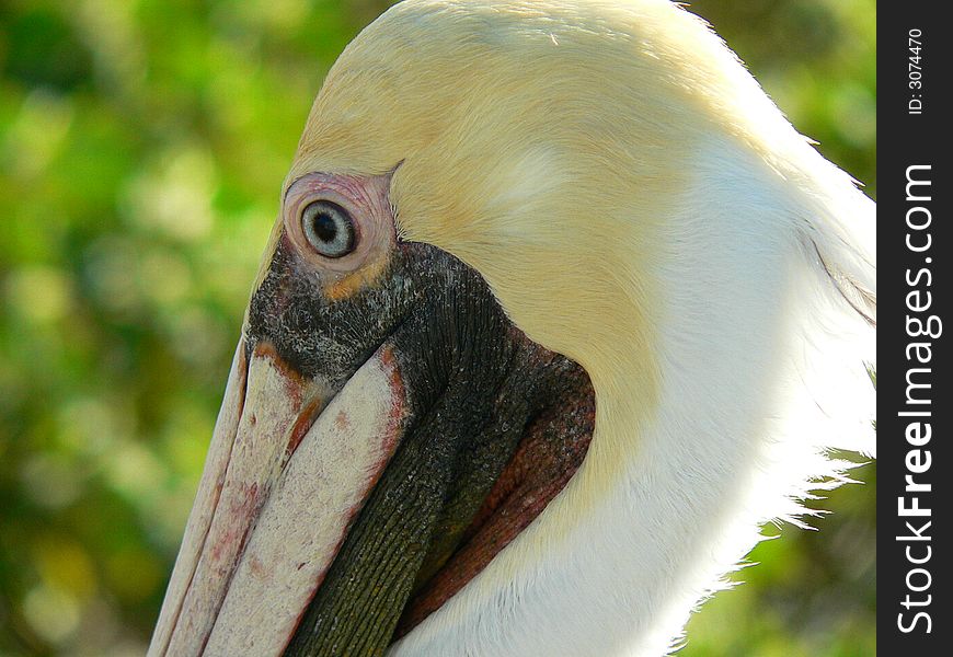 Closeup of a Pelican at Moro Bay California. Closeup of a Pelican at Moro Bay California