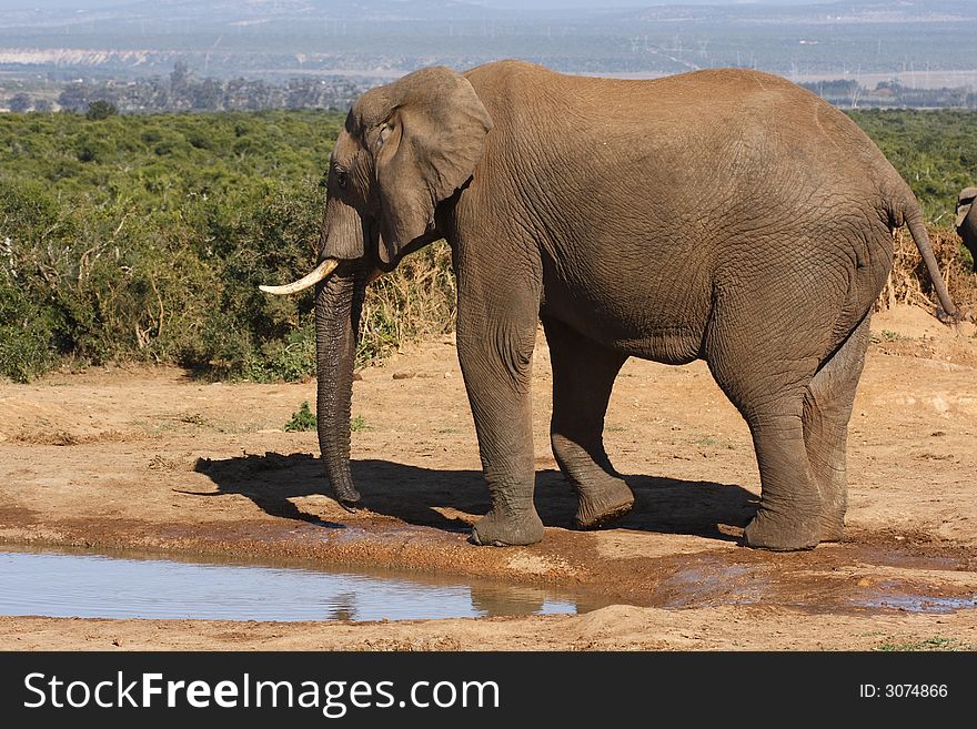 Bull elephant walking away from a waterhole