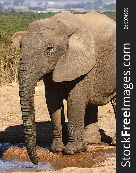 Elephant calk having a drink at a waterhole. Elephant calk having a drink at a waterhole