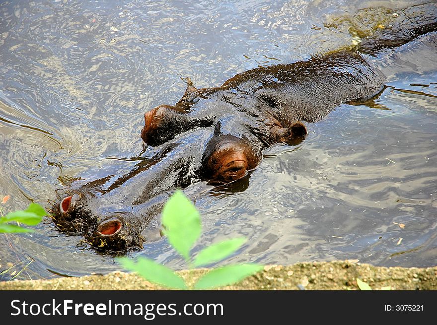 A hippopotamus in the water