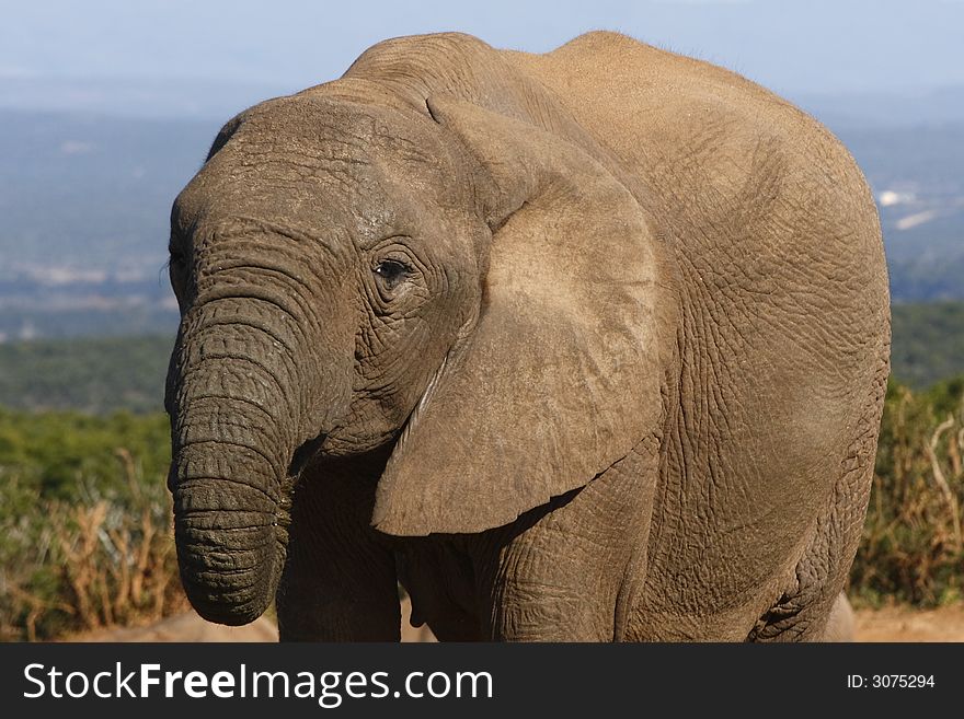 Elephant cow drinking at a waterhole. Elephant cow drinking at a waterhole