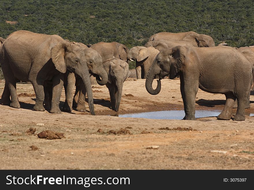 Elephant families  gathering at a waterhole. Elephant families  gathering at a waterhole