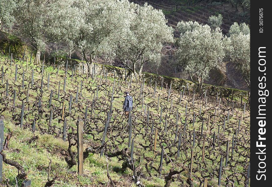 Detail of a vineyard from World Heritage Alto Douro Wine Region (Port Wine). Detail of a vineyard from World Heritage Alto Douro Wine Region (Port Wine)