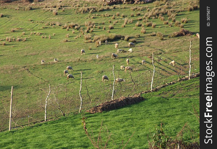 Pasture landescape with some lambs. Pasture landescape with some lambs