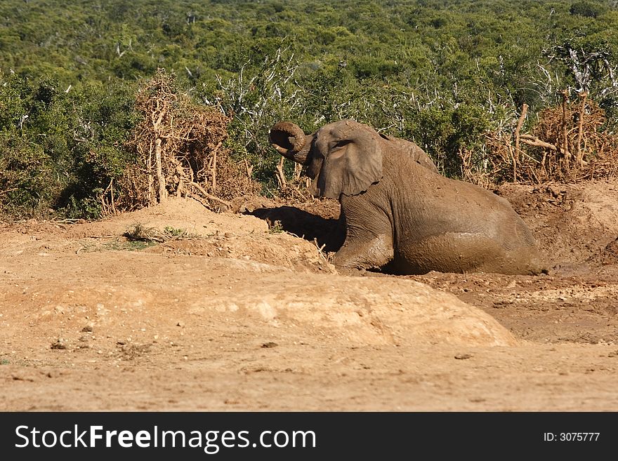 Elephant lying in the mud on a hot day. Elephant lying in the mud on a hot day