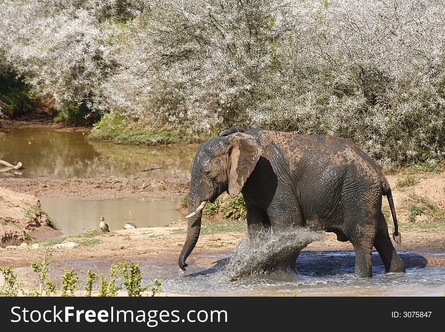 Elephant kicking mud on himself on a hot day. Elephant kicking mud on himself on a hot day