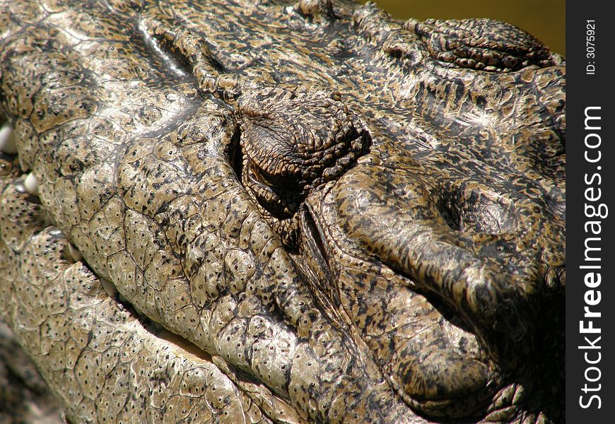 Crocodile closeup, eye, head, mouth