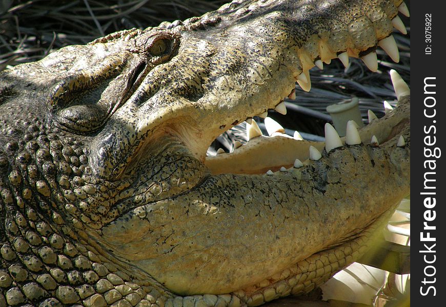 Crocodile closeup