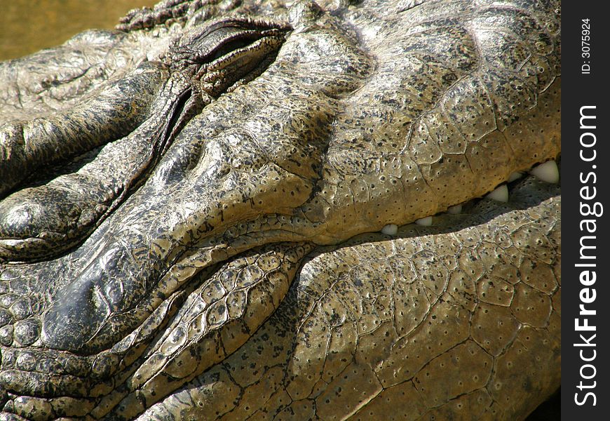 Crocodile closeup, eye, head, mouth