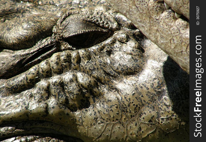 Crocodile closeup, eye, skin, head