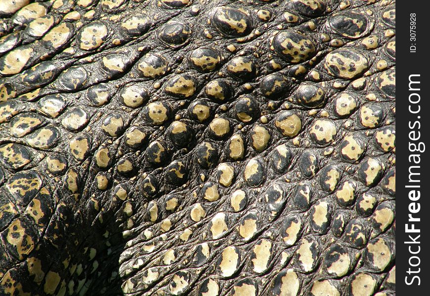 Australian crocodile closeup, skin, scale. Australian crocodile closeup, skin, scale