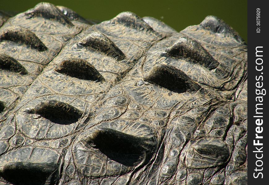 Crocodile skin closeup