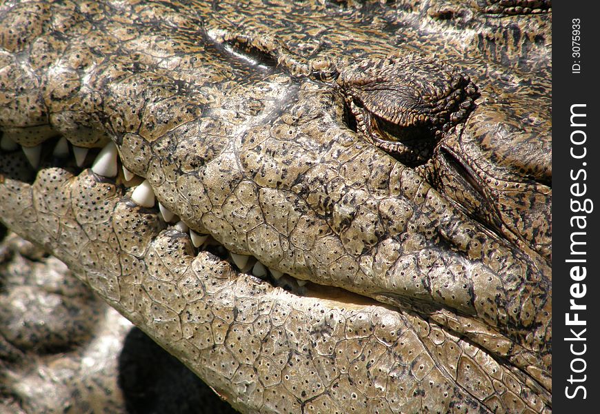 Crocodile Closeup